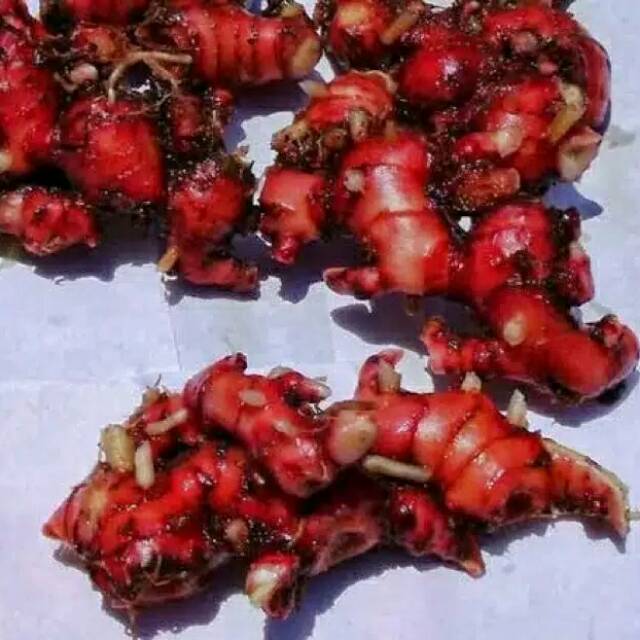 

Jahe Merah Organik 1 kg
