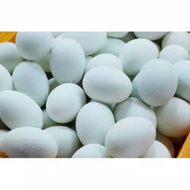 

TELOR ASIN TELOR ASIN MURAH TELOR ASIN SATUAN