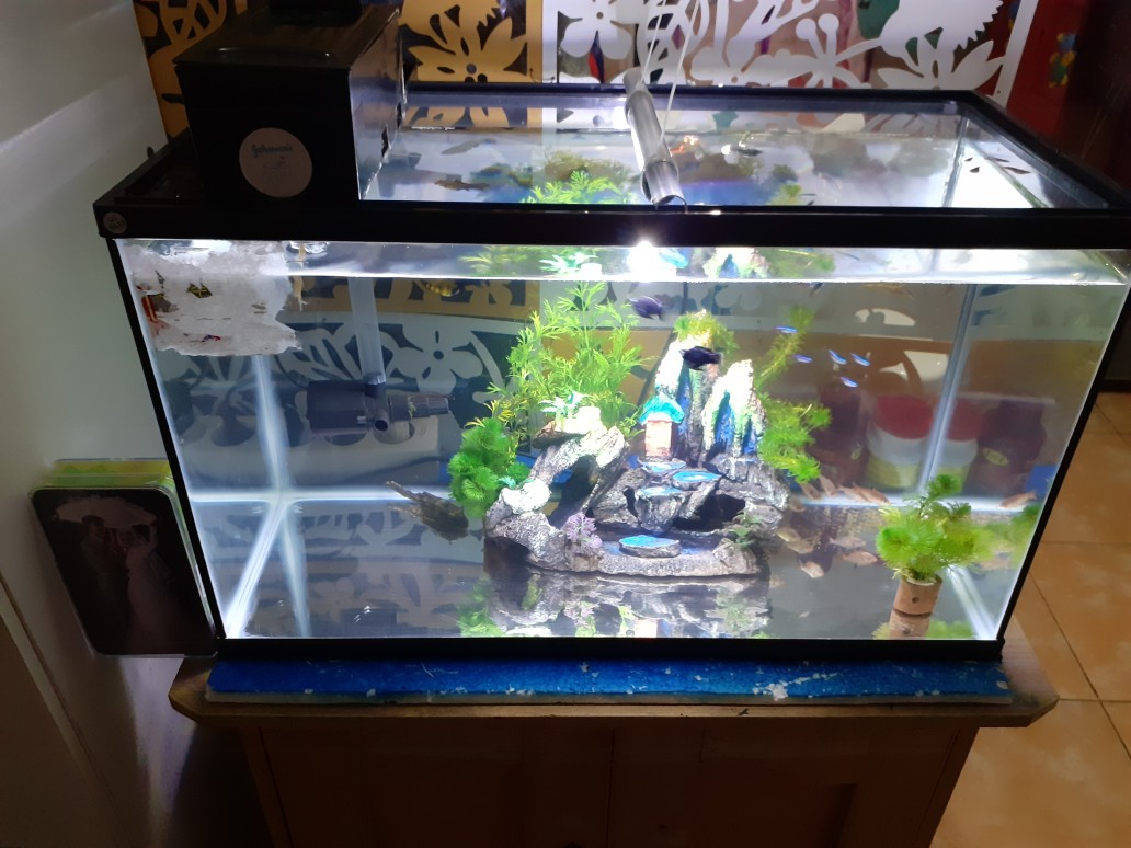 Aquarium Nikita Khansa Armada Size 60cm Shopee Indonesia Aquarium tinggi 60 cm