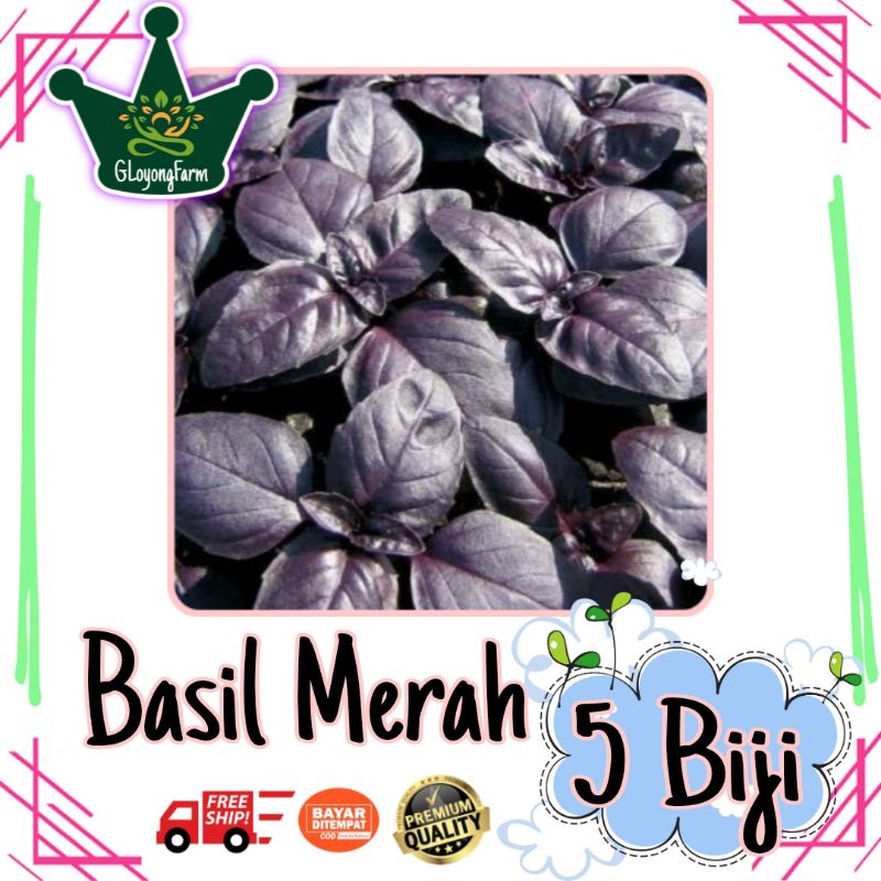 Benih Basil Merah Ungu - Benih Herbal