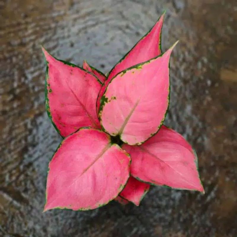 TANAMAN HIAS AGLONEMA PINK ANJAMANI INDUKAN//PINK ANJAMANI