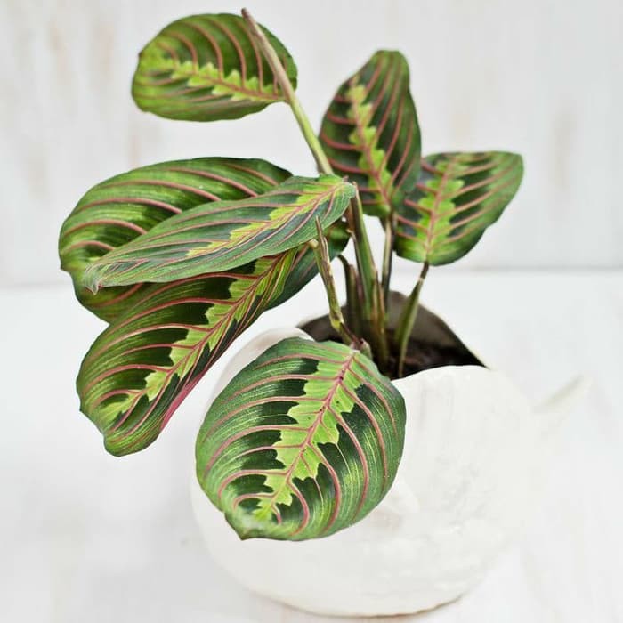 Tanaman Hias Calathea kepiting / pink striped