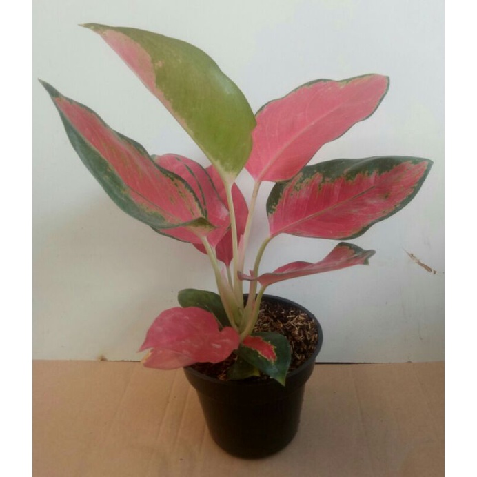 aglaonema red majesty dewasa