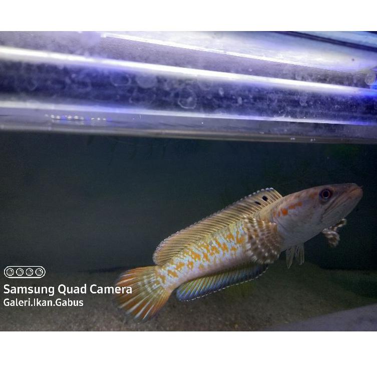 Kualitas Terjamin /
XnB CHANNA RED STRIP PULCHRA 8-10cm Free Packing sterofoam /Trend@kekinian