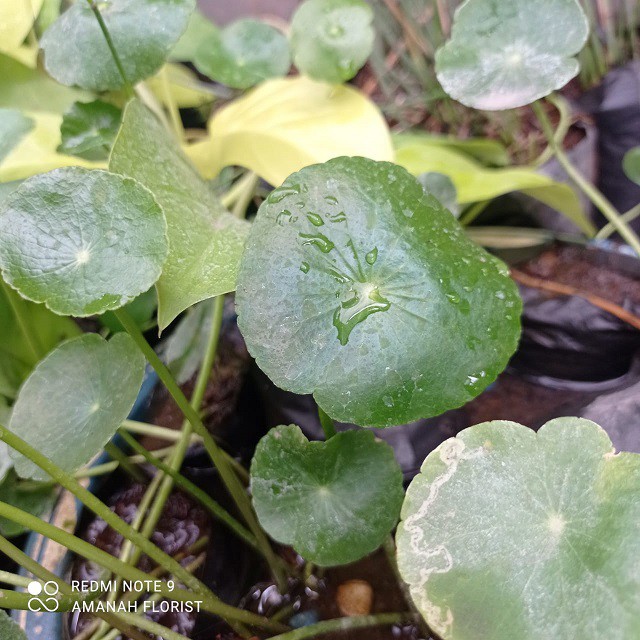 Tanaman Daun Pegangan atau centella asiatica Murah Terawat Daun Rimbun