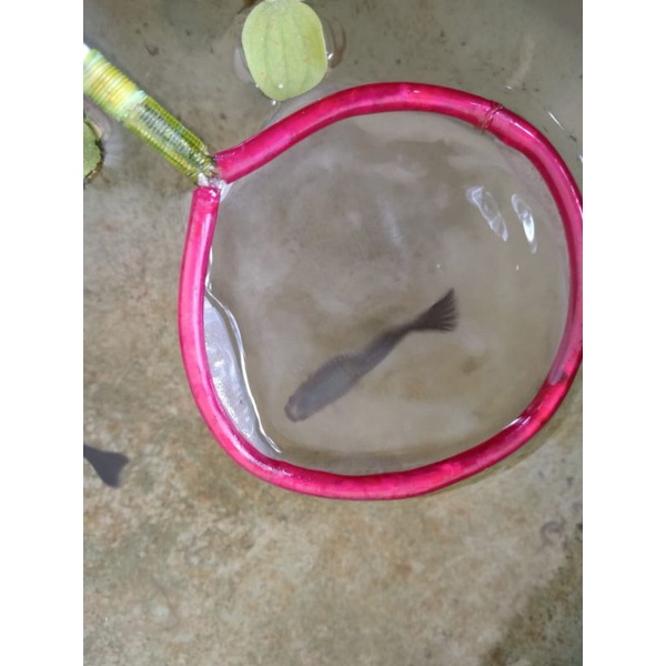 Ikan Guppy black Moscow sepasang indukan