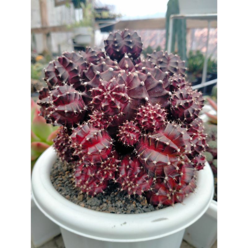 kaktus import gymno red Korea cluster/big