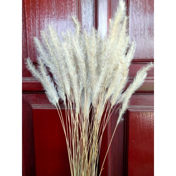 Rumput Alang - Alang / Bunga Ilalang Kering / Bahan Buket Bunga Kering