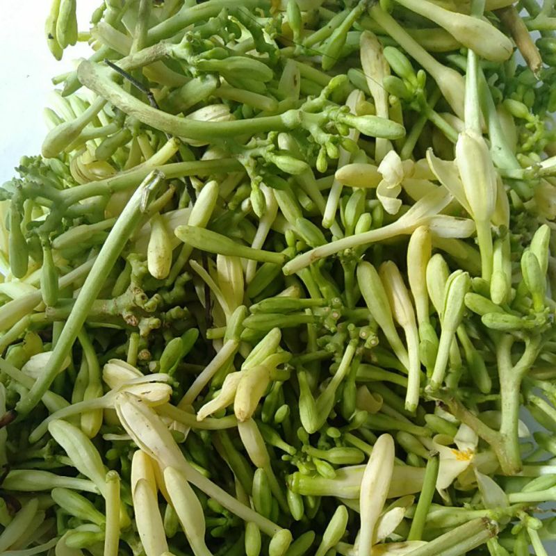 

Bunga Pepaya / Kembang Kates segar