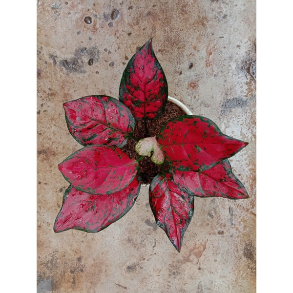 aglonema red king