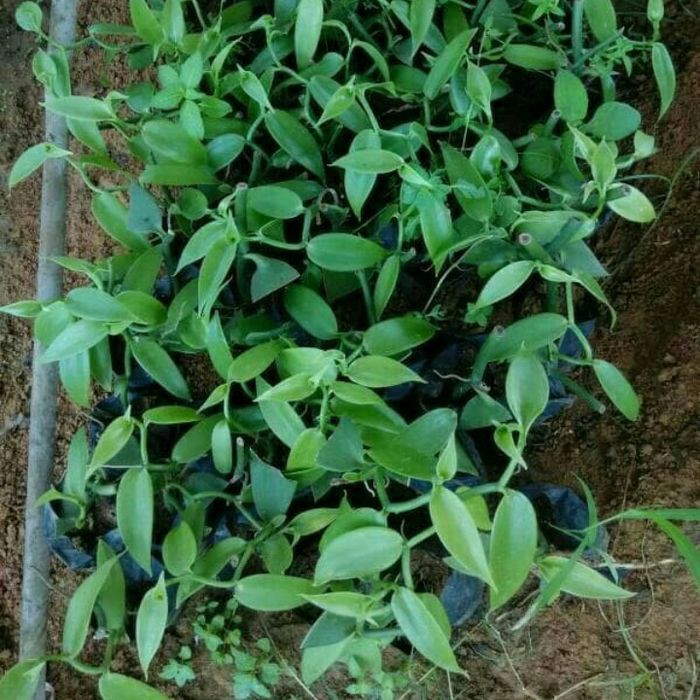 

terabaru BIBIT VANILI ASAL STEK Siap Tanam zs segar