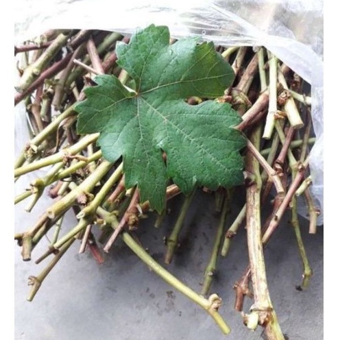 Entres Anggur Import Valid Dan Cutting Anggur Red Master Isabella Di Potong Dadakan