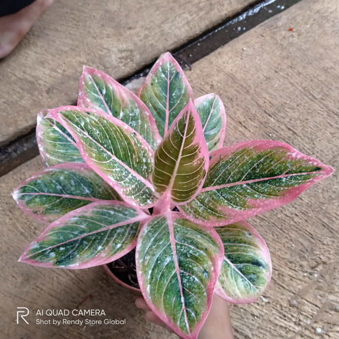 aglonema lotus delight - Aglonema lotus