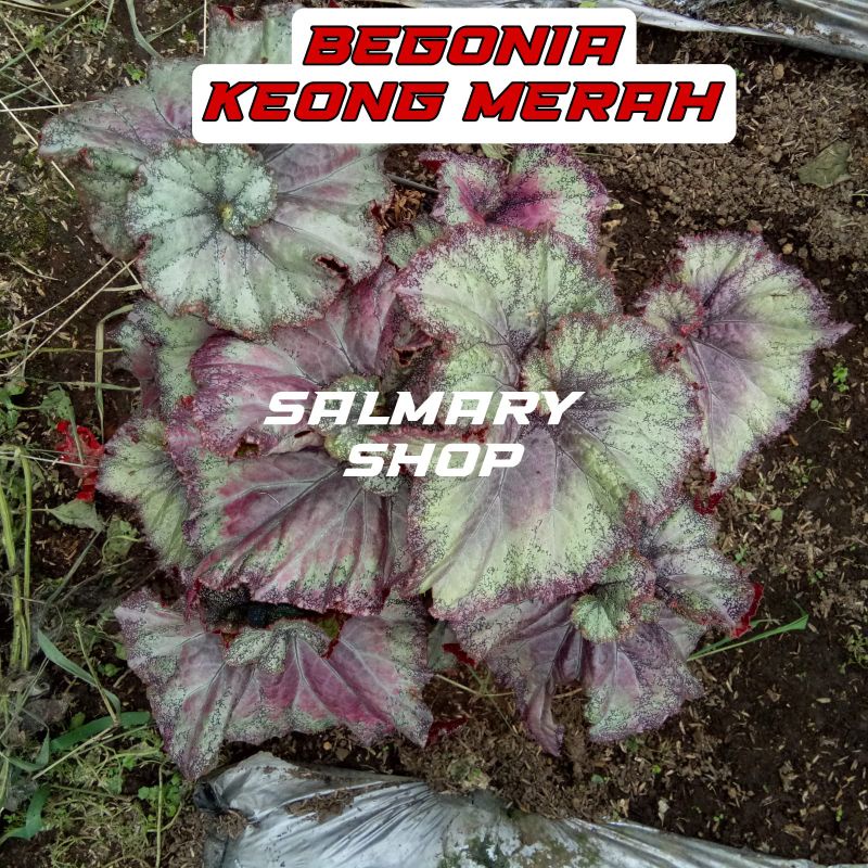 Tanaman Hias Bunga Begonia Keong Merah