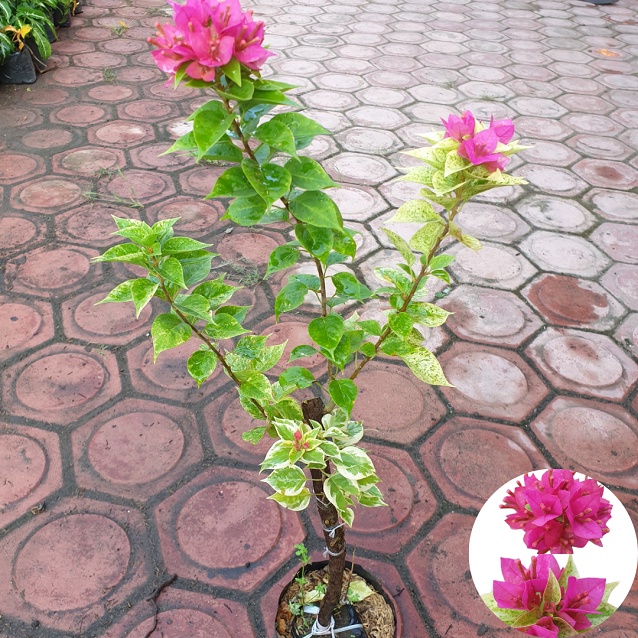 Bunga Bougenville 2 warna / Bugenvil Singapore / Bugenvil Varigata/ Bunga Kertas