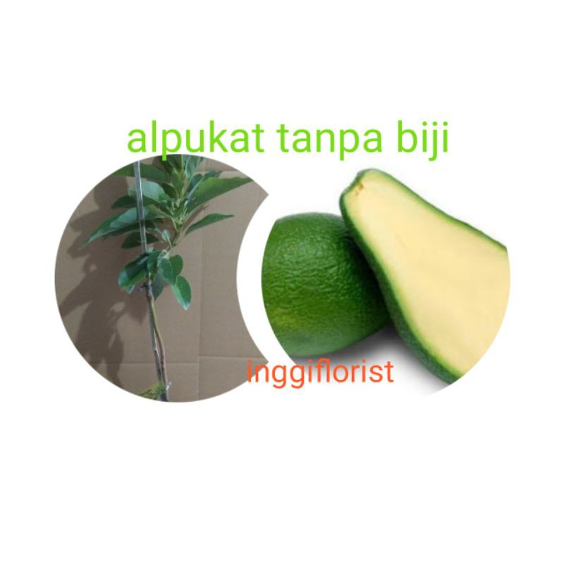 alpukat tanpa biji