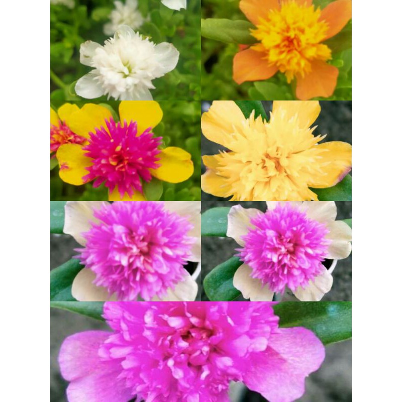 paket 7 warna bunga krokot jambul