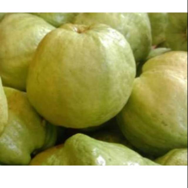 

Jambu kristal fresh kriuk