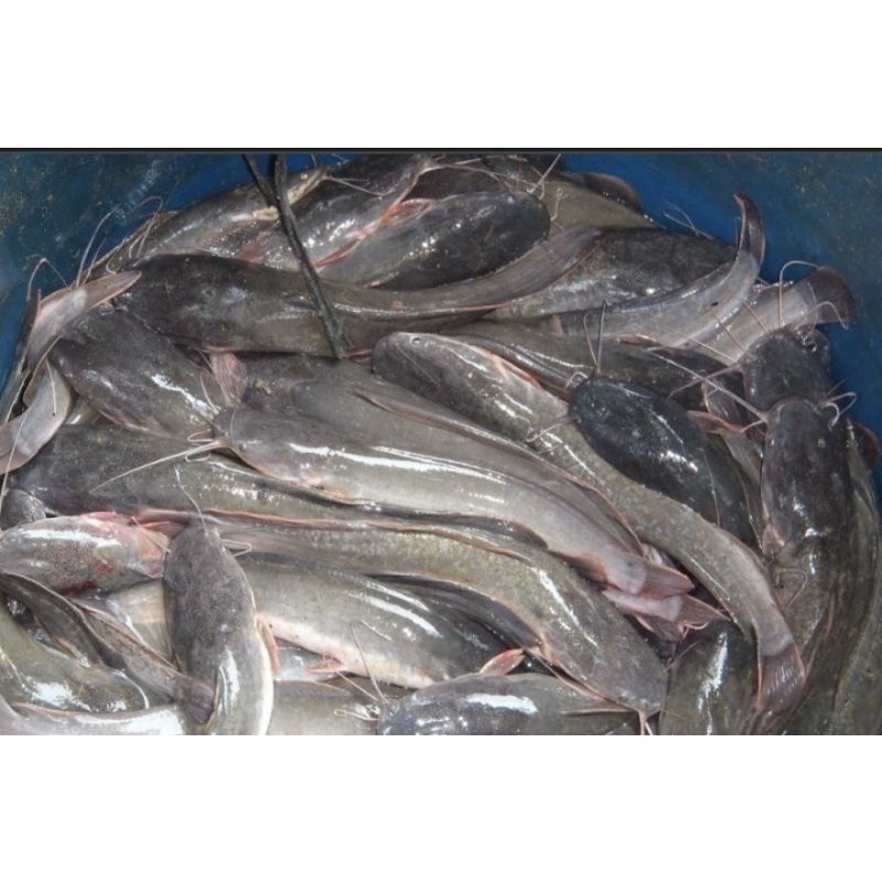 

Ikan Lele