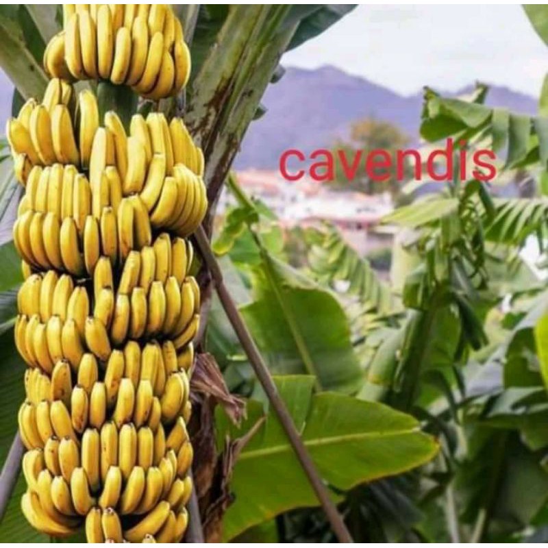 Bibit pisang cavendish super