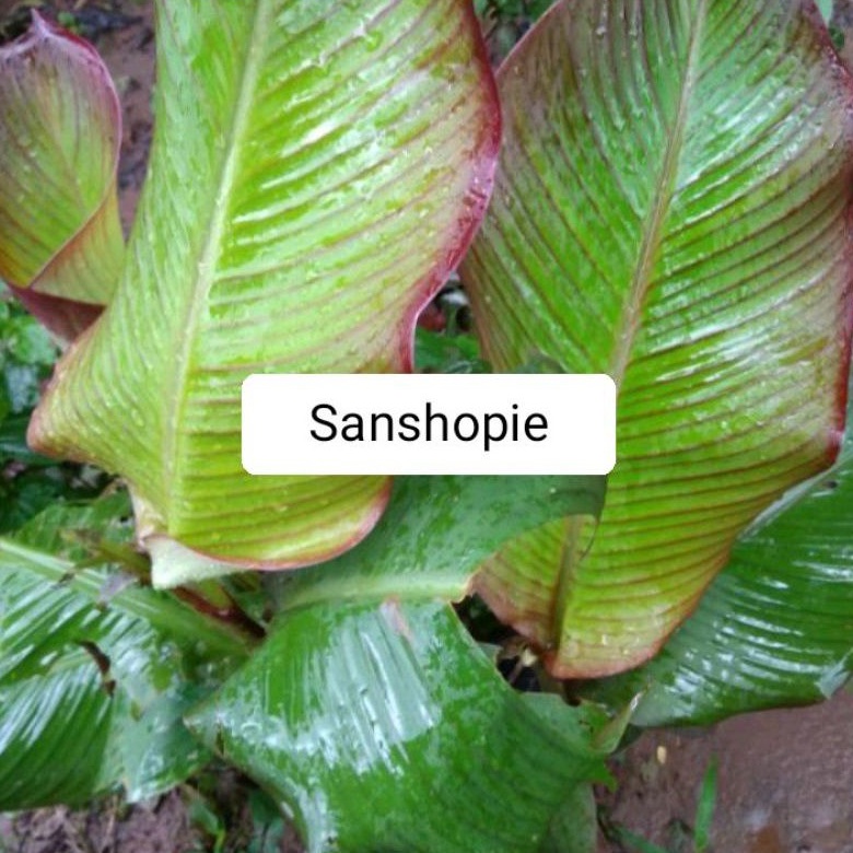 

Daun umbi ganyong segar petik langsung 500 Gram