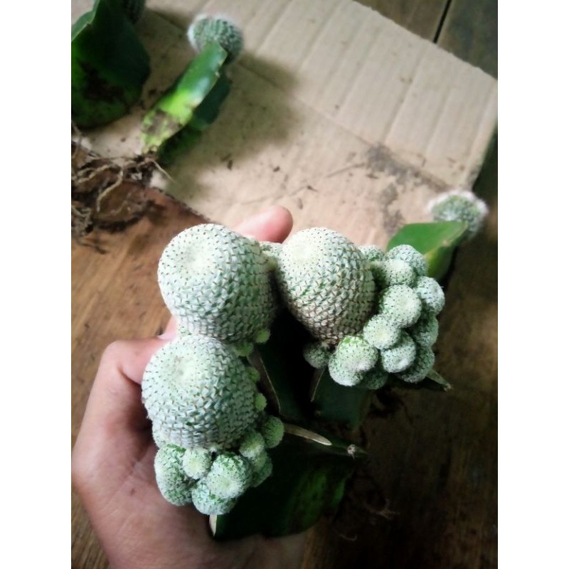 Kaktus rebutia cluster tanaman hias+ freepot