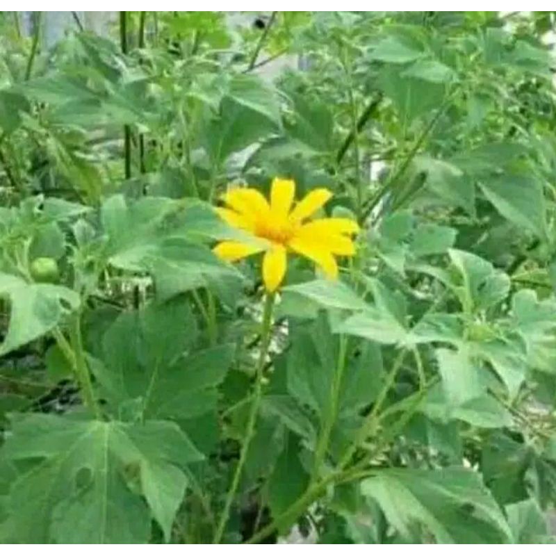 

daun insulin 1kg