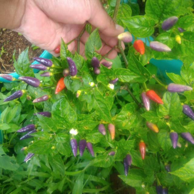 1 pack Benih cabai pelangi