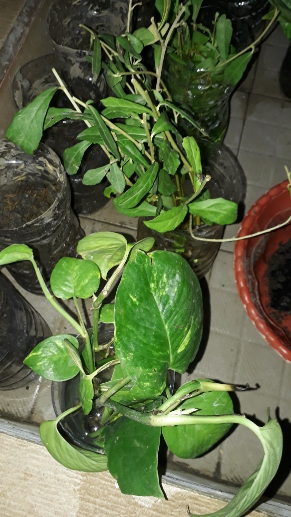 Spatifilum Green/peace Lily Green