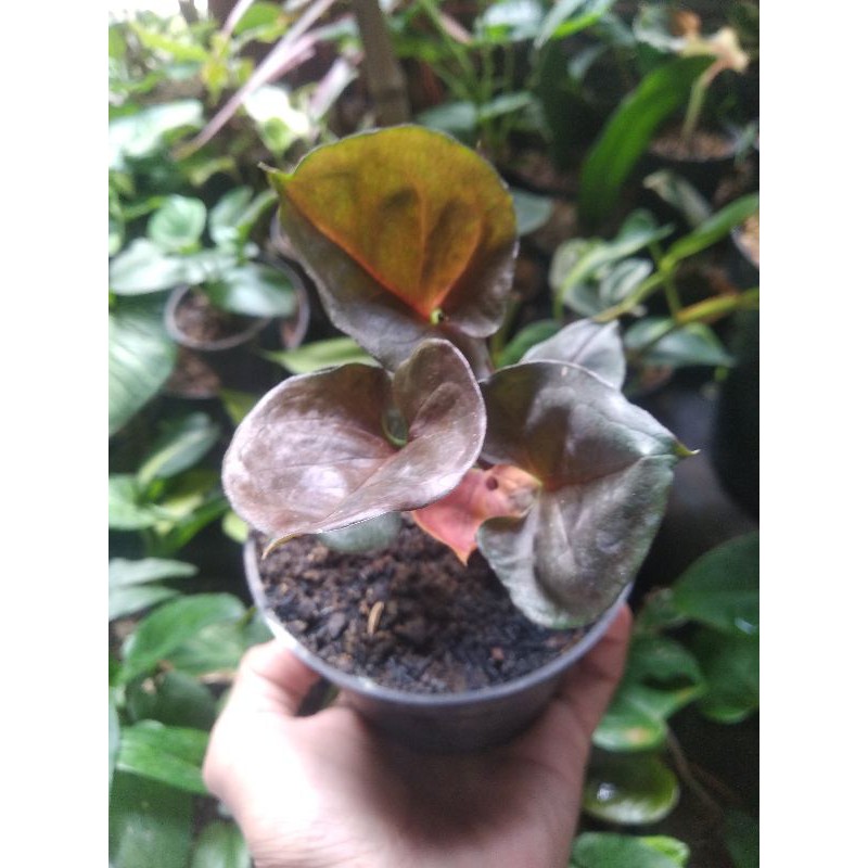 

sigonium strawbery ice