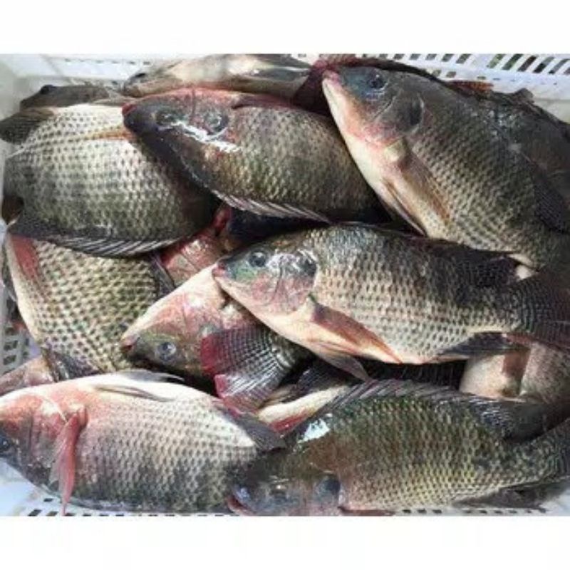 

ikan nila 1/2 kg