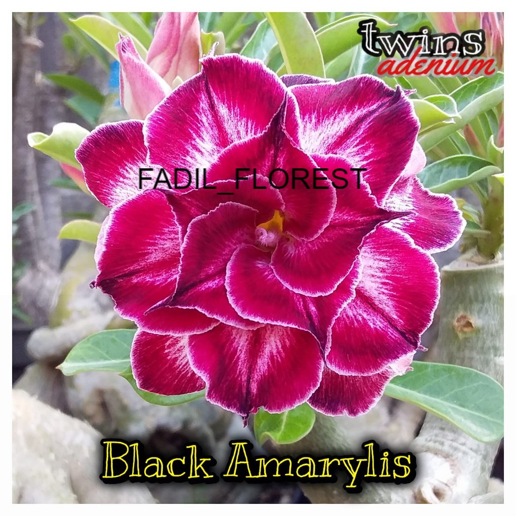 Biji/seed adenium bunga tumpuk hasil silangan fadil florest
