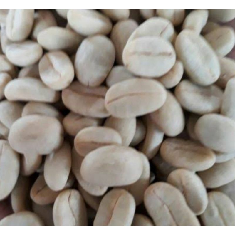 

bibit biji kopi arabika