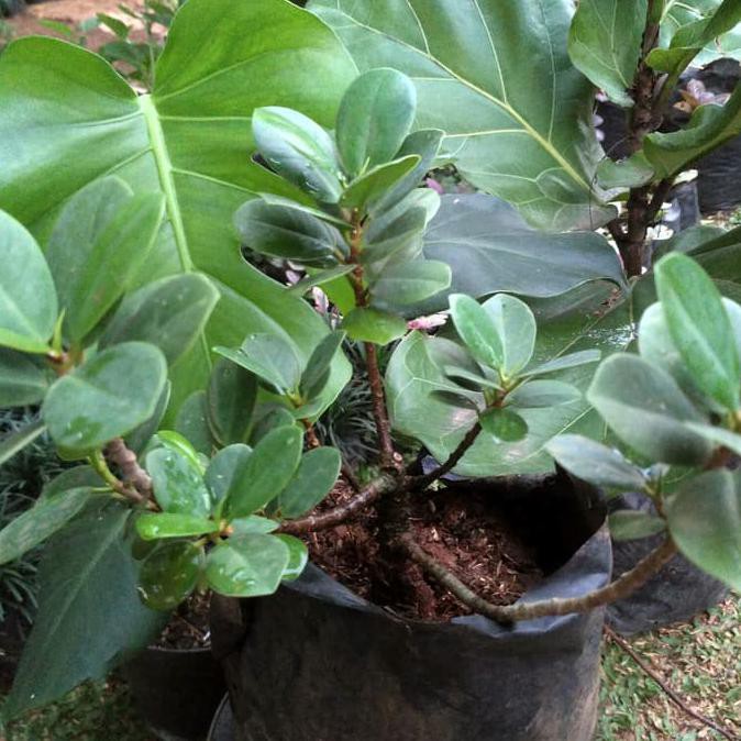Pot Tanaman Hias Kota Sby Jawa Timur Berbagi Tanam Pot Tanaman Hias Kota Sby Jawa Timur Berbagi Tanam