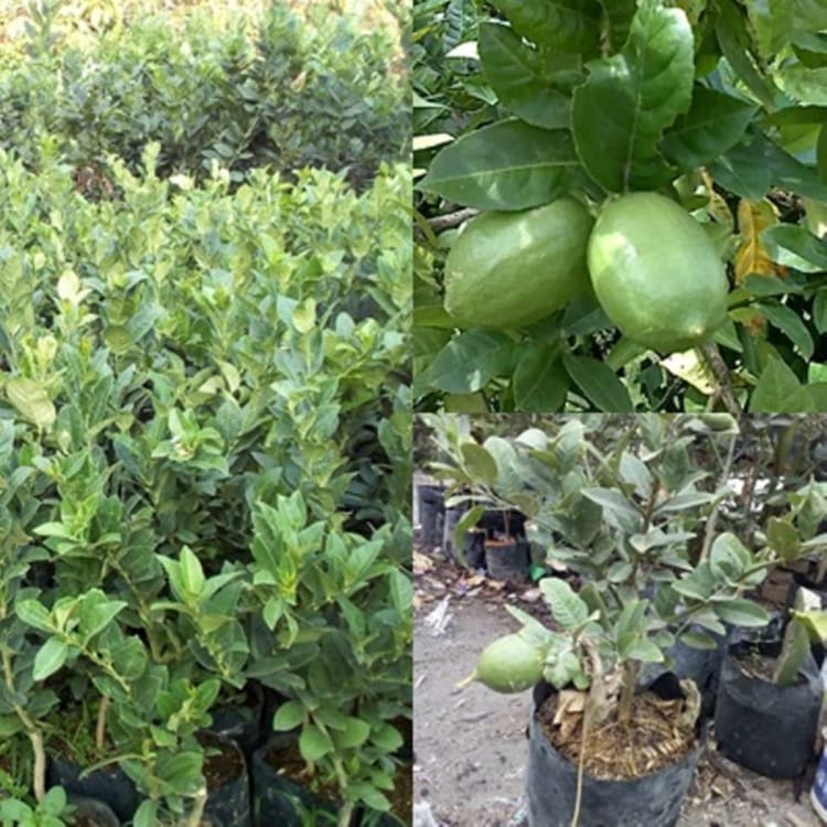 Bibit Jeruk Lemon Jumbo