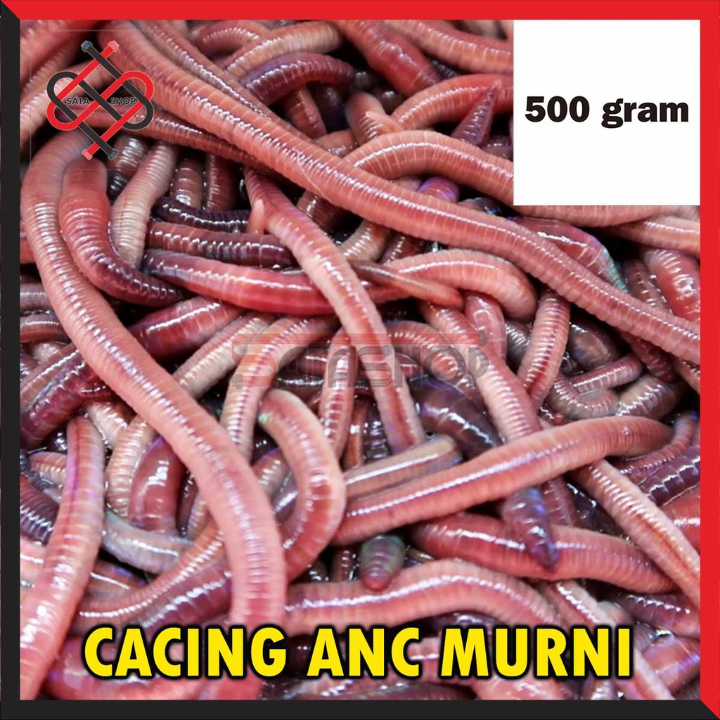 Jual Cacing Tanah Anc Umpan Pancing Ikan Ternak Unggas Obat Tipes