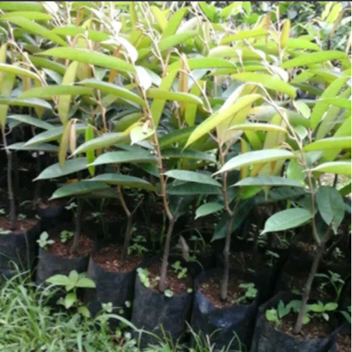 Bibit Durian Tembaga