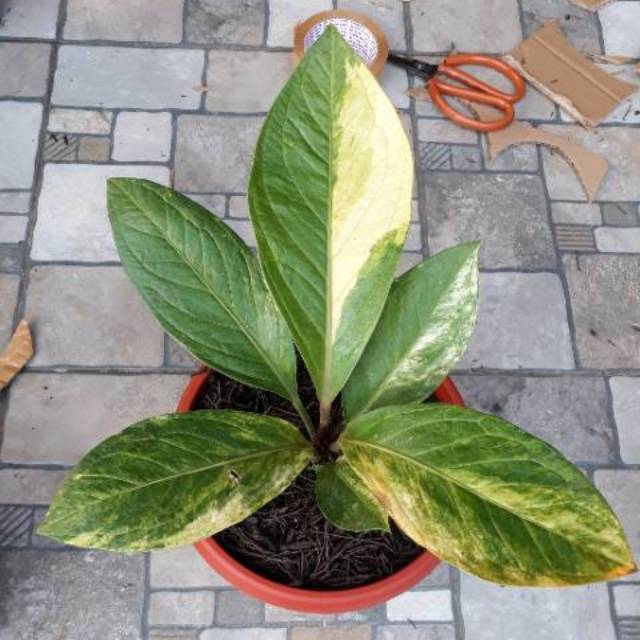 Jemani Varigata Antorium