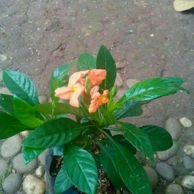 Tanaman Hias Crossandra