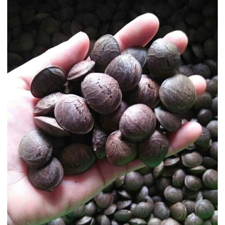 60 Benih sacha inchi Siap Tanam termurah