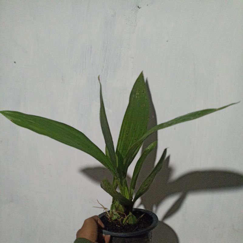 anggrek hitam kalimantam/coelogyne pandurata