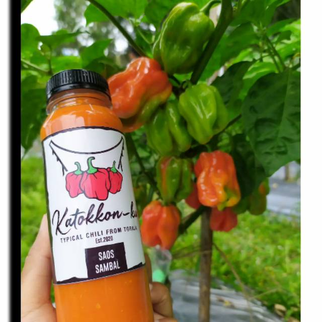 

Saos Sambal Kattokon (Pedas )