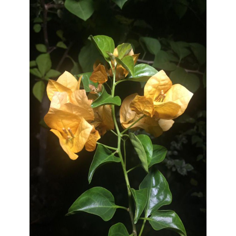 bougenville id monalisa kuning