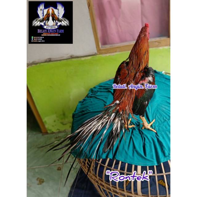 Telur fertil bangkok ekor lidi