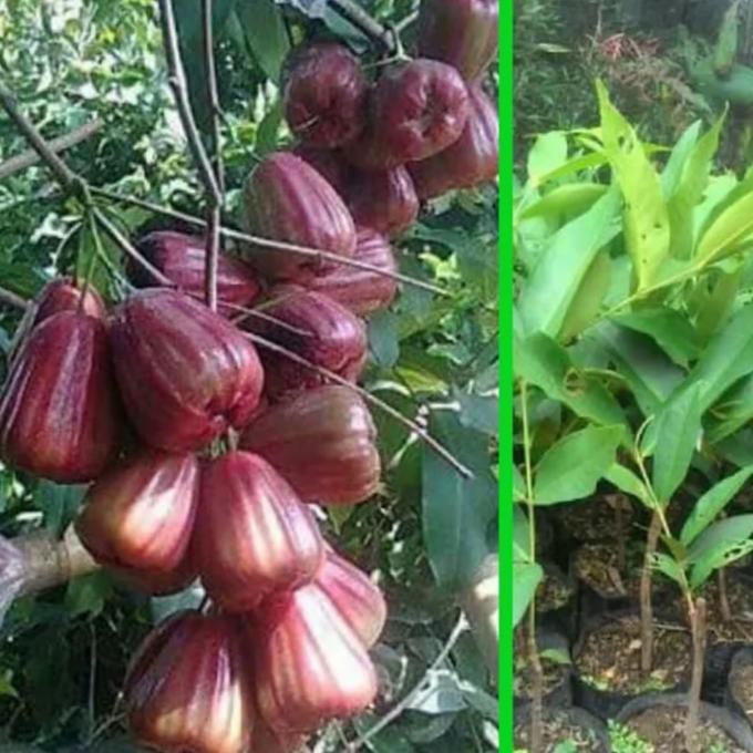 Bibit pohon tanaman buah Jambu Air King Rose Jumbo manis besar merah ada