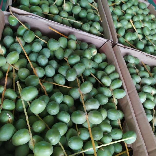 

Kurma muda