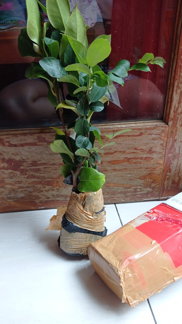 Bibit Bunga Camelia Supermurah