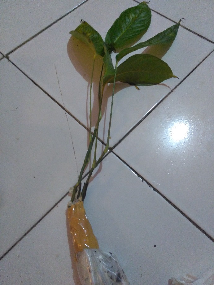 Rhapidipora Korthalsii