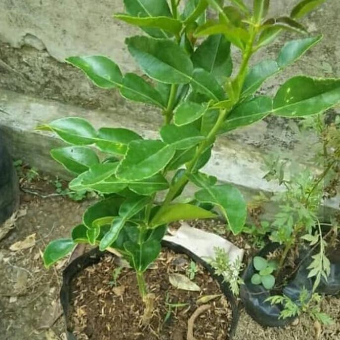 Berkah Bibit Pohon Jeruk Peras-Jeruk Kunci-Tanaman Jeruk Peras