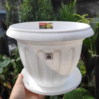 Lion Star Pot Lantai Lotus pot